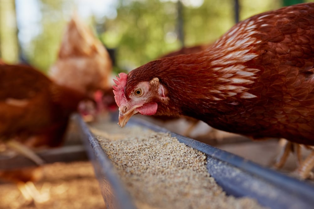 Free range chicken eating feed