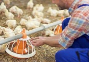 Farmer feeding chickens in the chicken coop