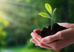 Growing plant in human hands over green background