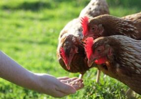 Chickens being hand fed in meadow