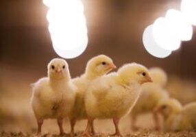 Chicks in poultry barn.