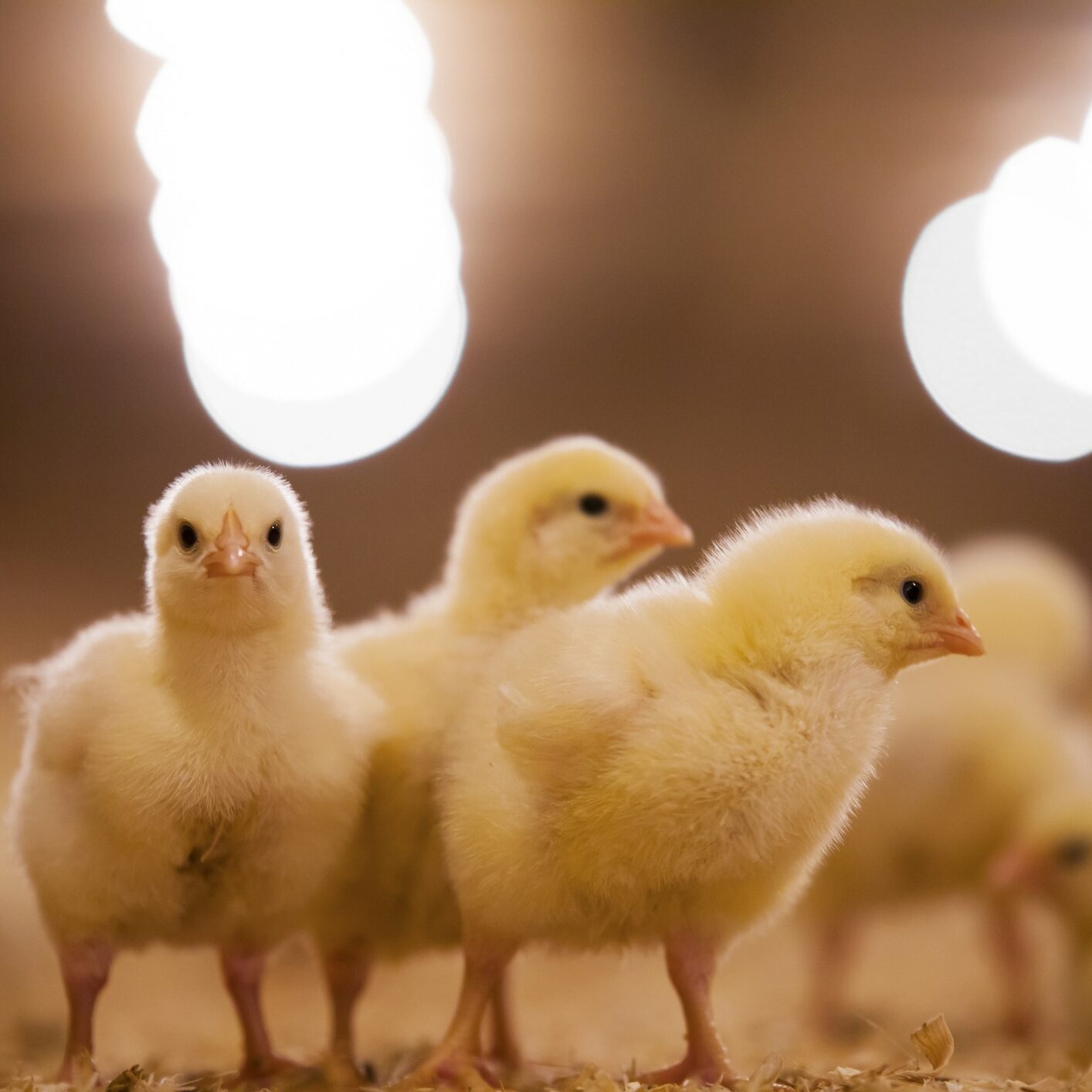Chicks in poultry barn.