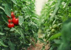 Tomatoes in a Greenhouse. Horticulture. Vegetables. farming